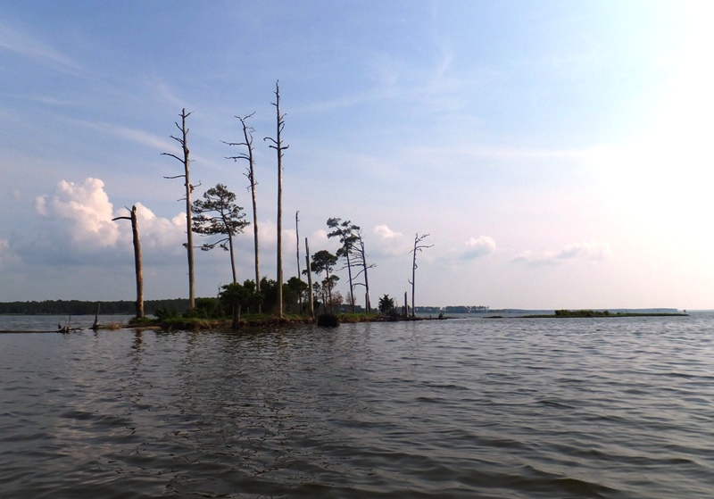 A small island with a few dead trees