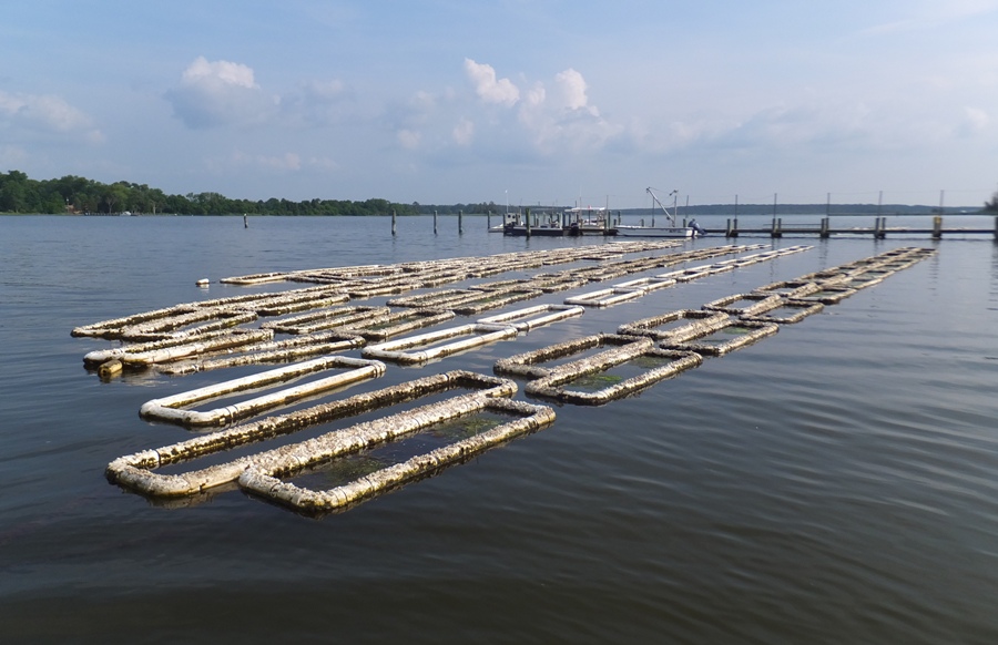 Oyster farm