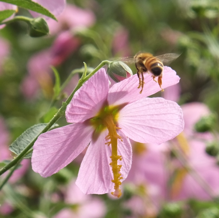Pink flowers on creek