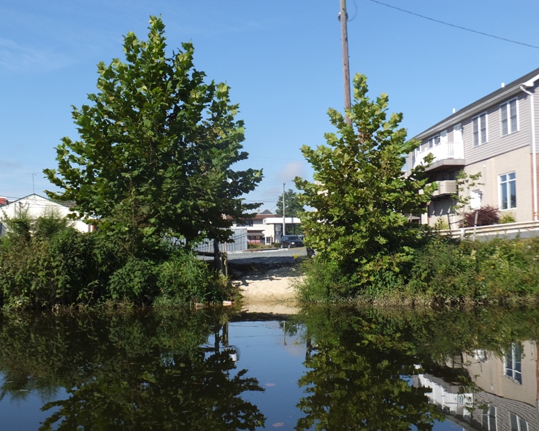 Trees and beach of Pocket Park as seen from the water