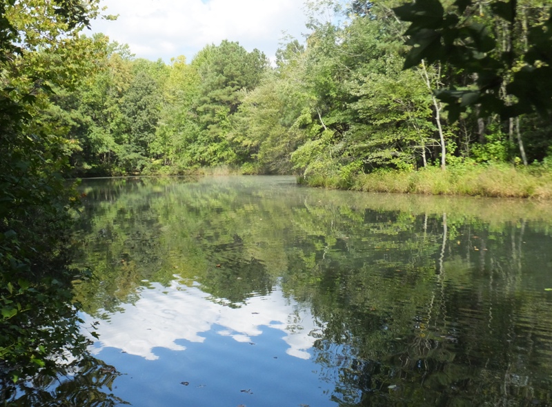A large tree-lined pond