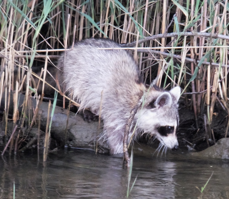 Raccoon with one front paw in the water
