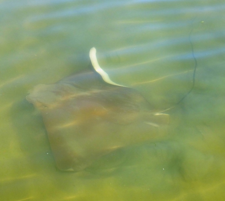 Single ray with one wing showing underside