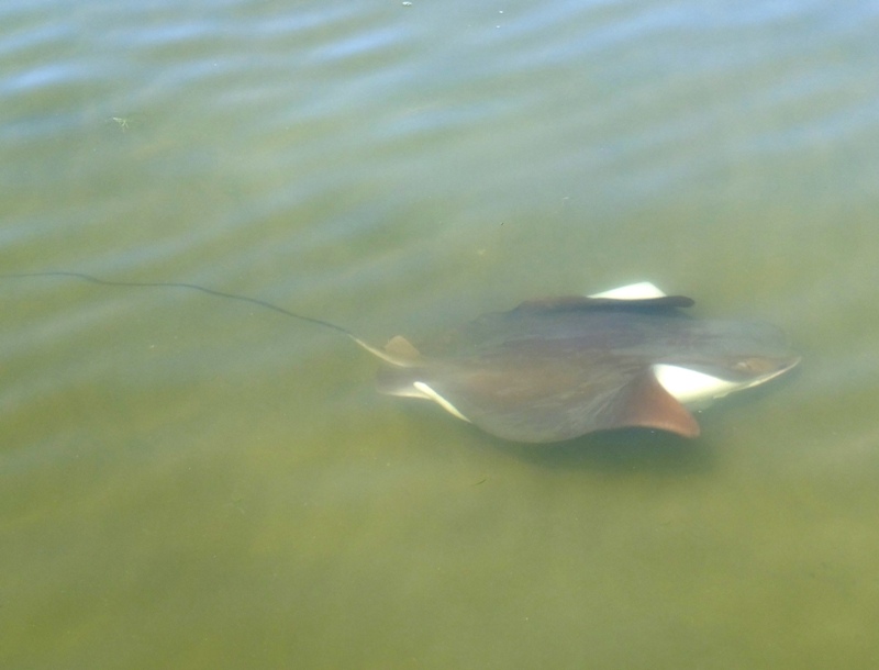 Ray swimming and showing part of its white underside