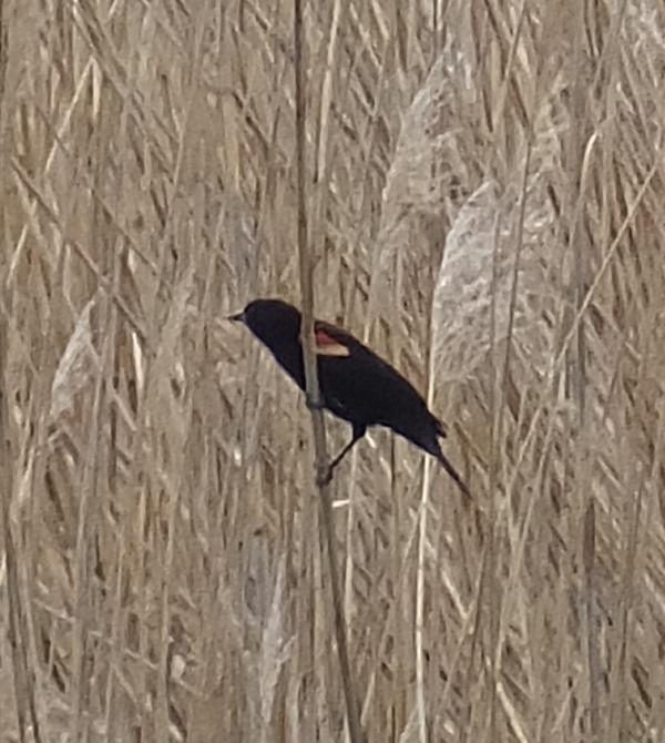 Red-winged blackbird
