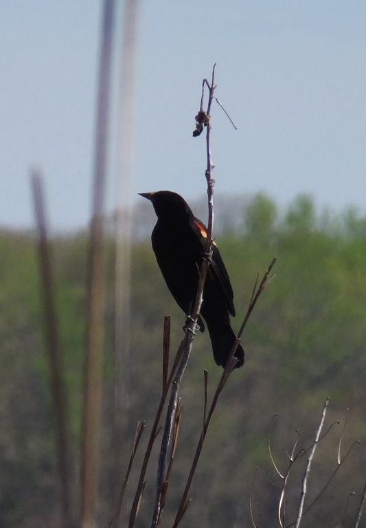 Red-winged black bird