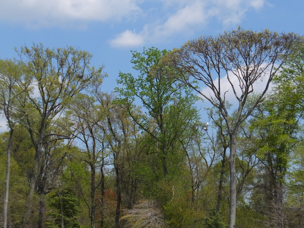 Another view of the great blue heron rookery