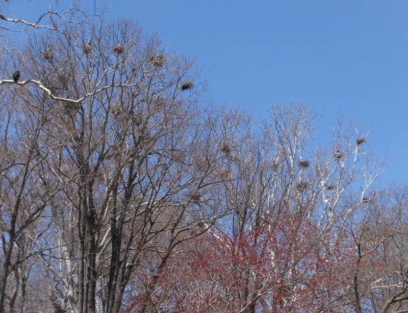 Great blue heron rookery