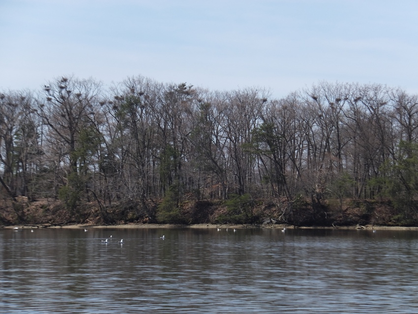 A plethora of great blue heron nests from afar