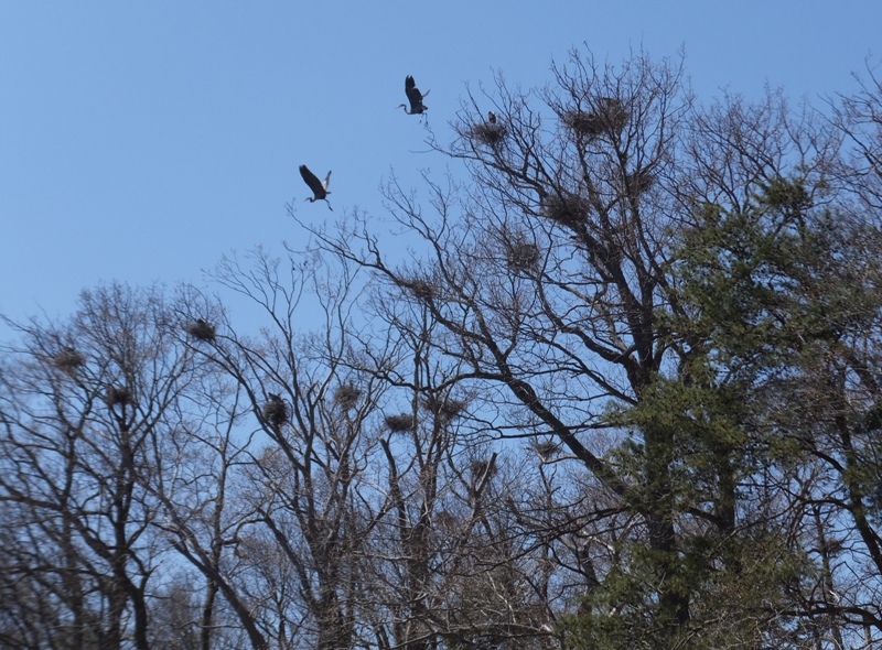 Two herons in flight near nests