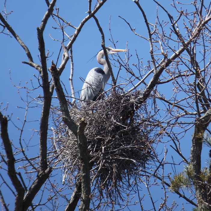 Close-up on heron on nest