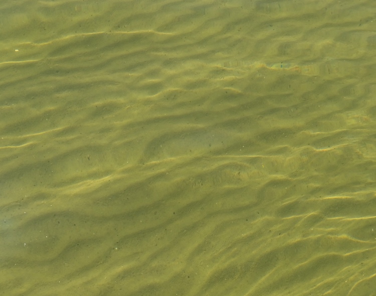 Ripples in the sand below the water