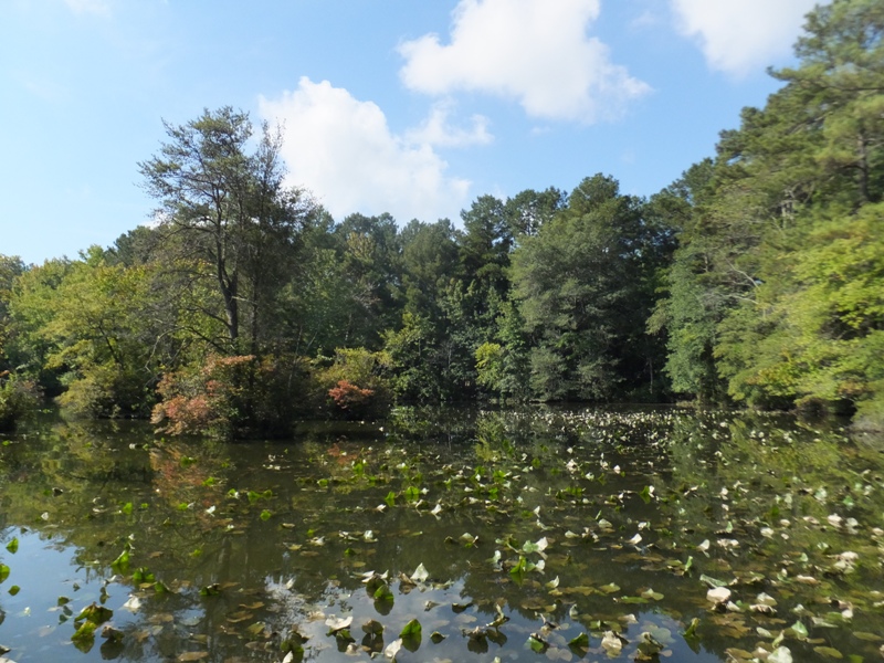 Small island on tributary