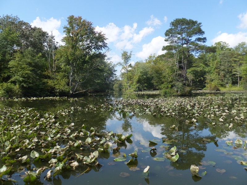More islands on tributary