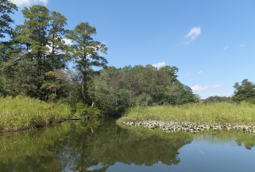A sunny and natural area by the water