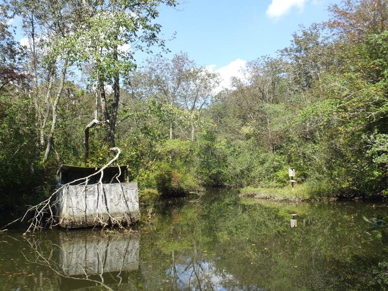 Duck blind and trees