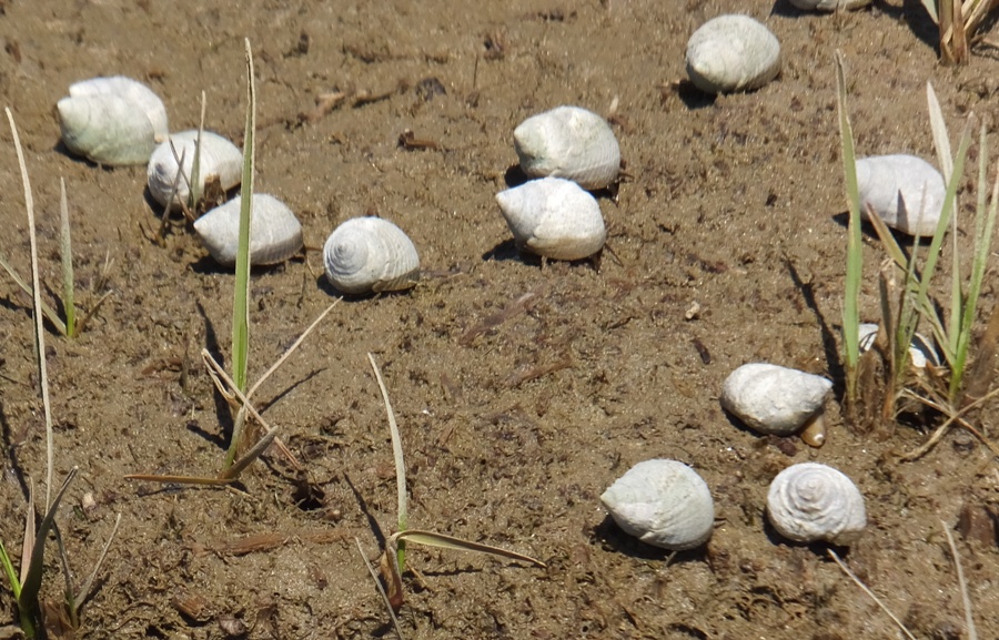 Close-up of snails