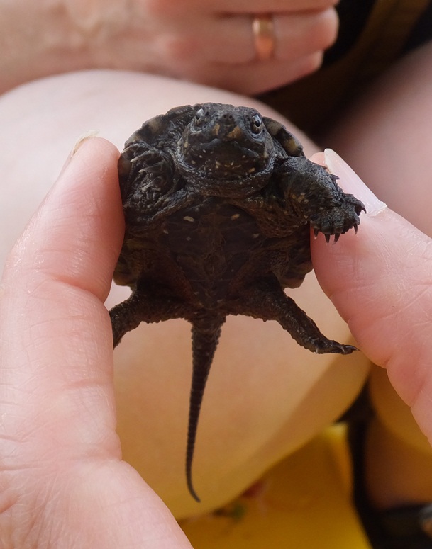 Baby snapping turtle swimming