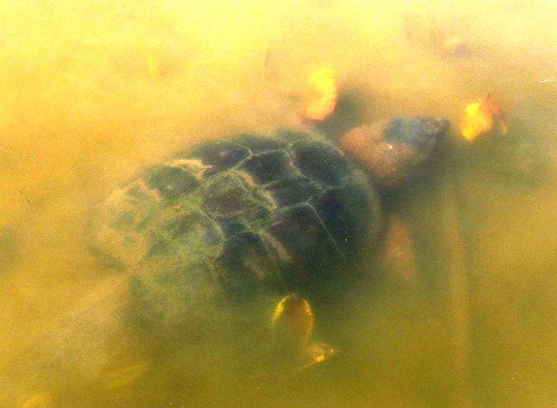 Snapping turtle in the water
