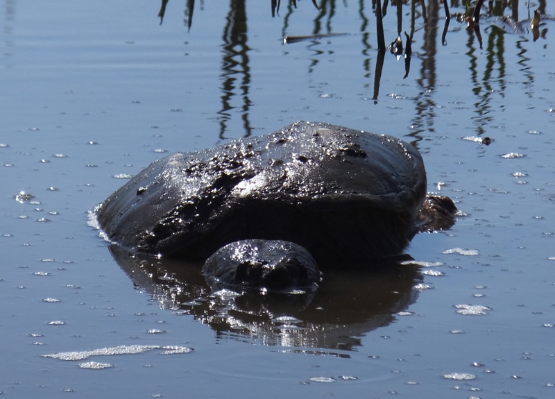 Snapping turtle attacker
