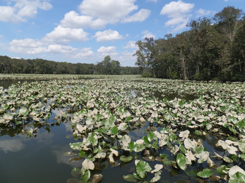 Lots of spatterdock leaves on the water