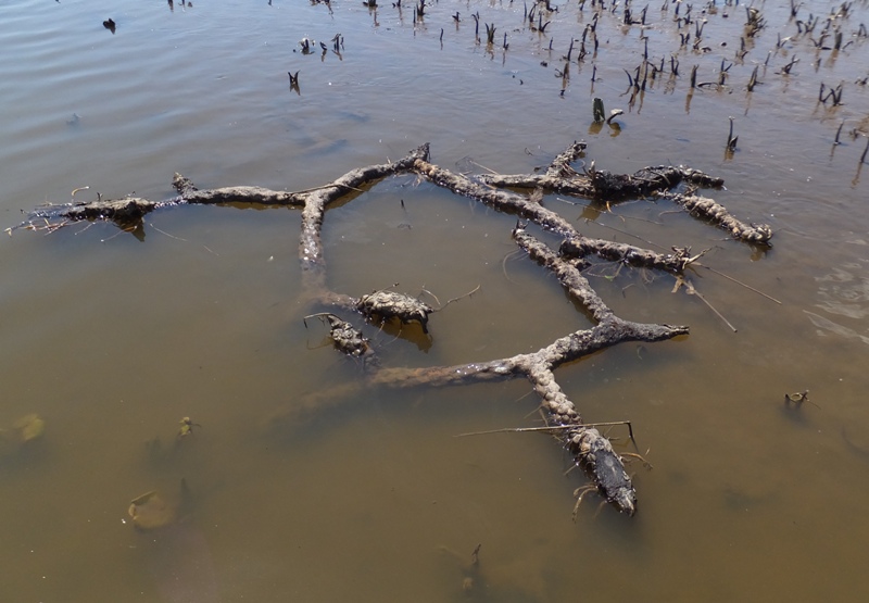 Spatterdock root floating