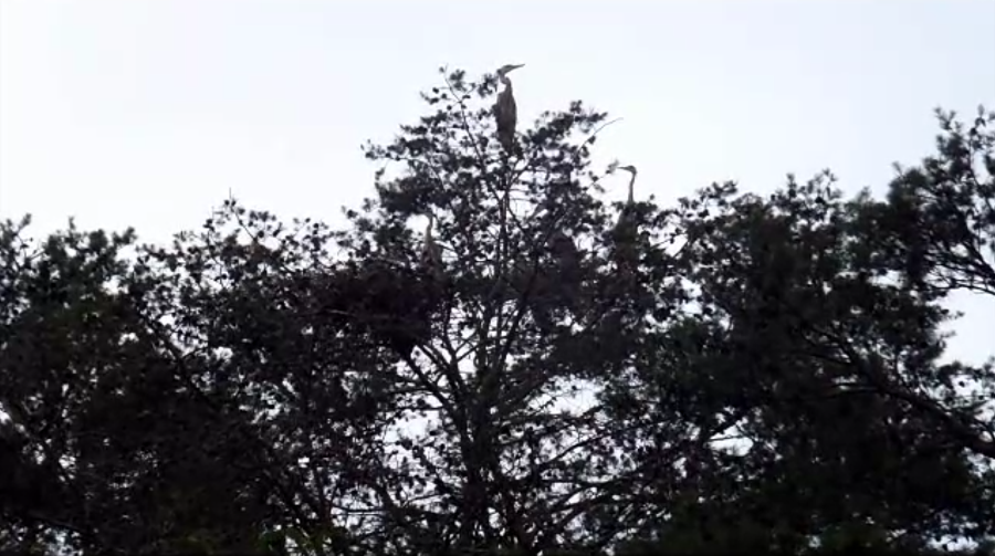 Great blue heron rookery