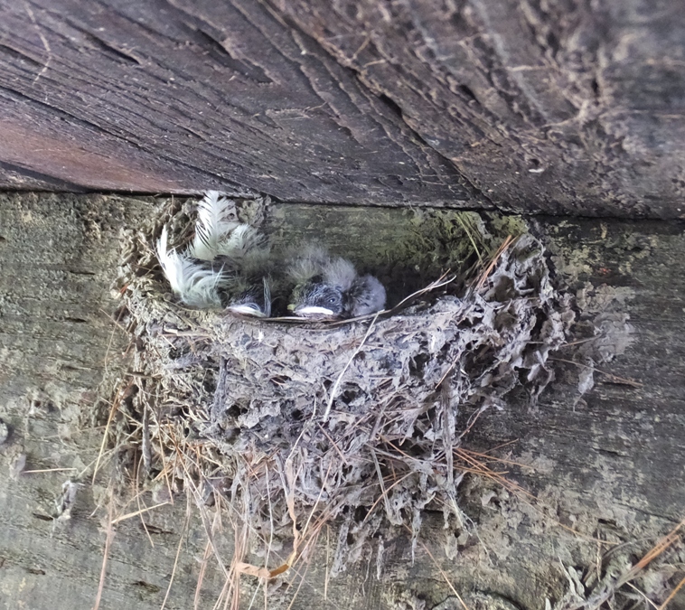 Swallow nests