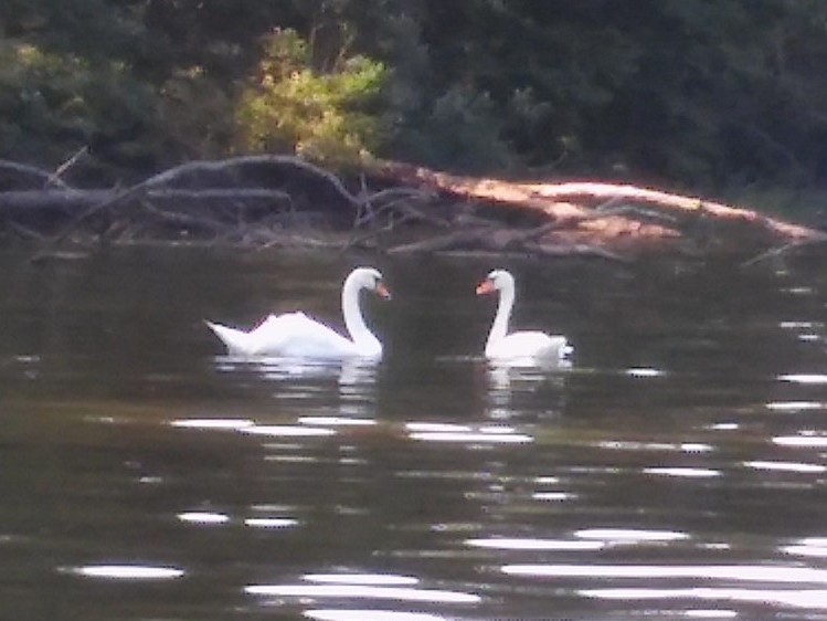 Two mute swans
