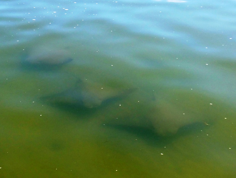 Three rays swimming together