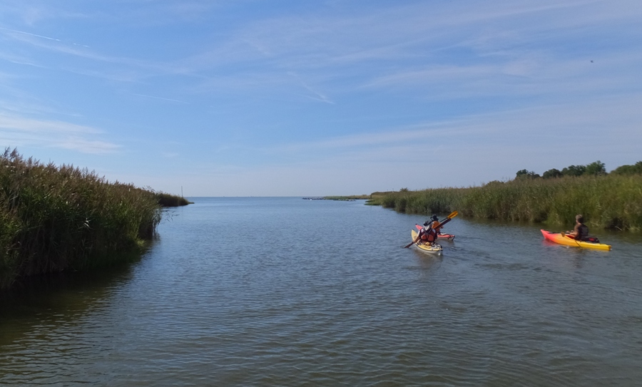 Kayakers heading to the Chesapeake Bay