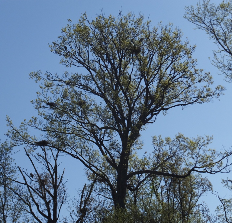 Northward view of tree with nests
