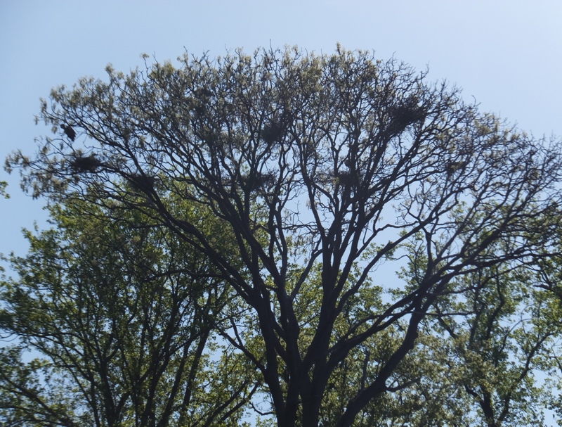 Northward view of another tree with nests