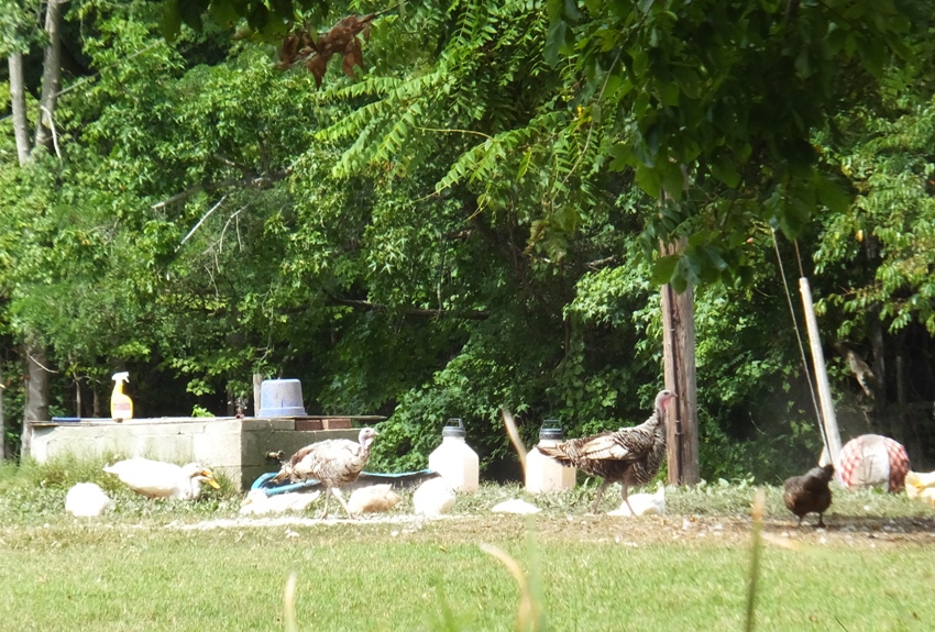 Turkeys on property