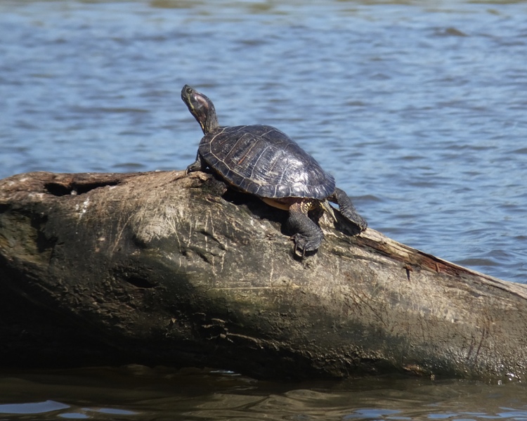 Turtle on log