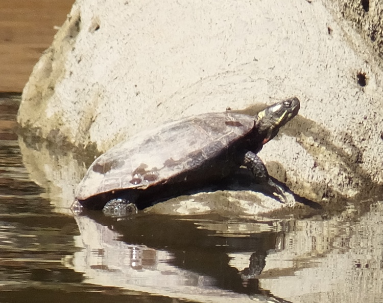 Turtle on a rock