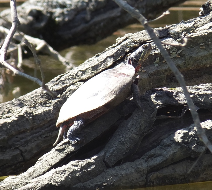 Turtle on a log