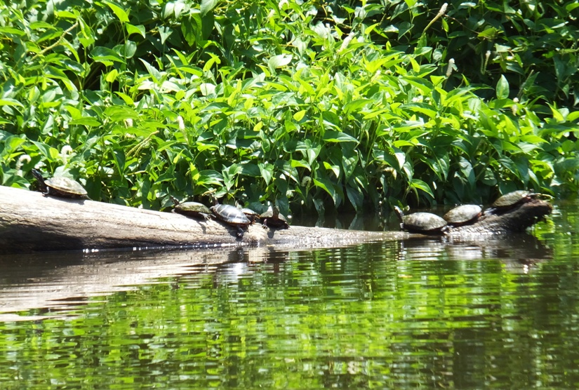 I think there are eight turtles