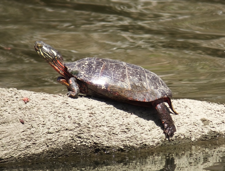 Turtle on dirt-covered rock or log