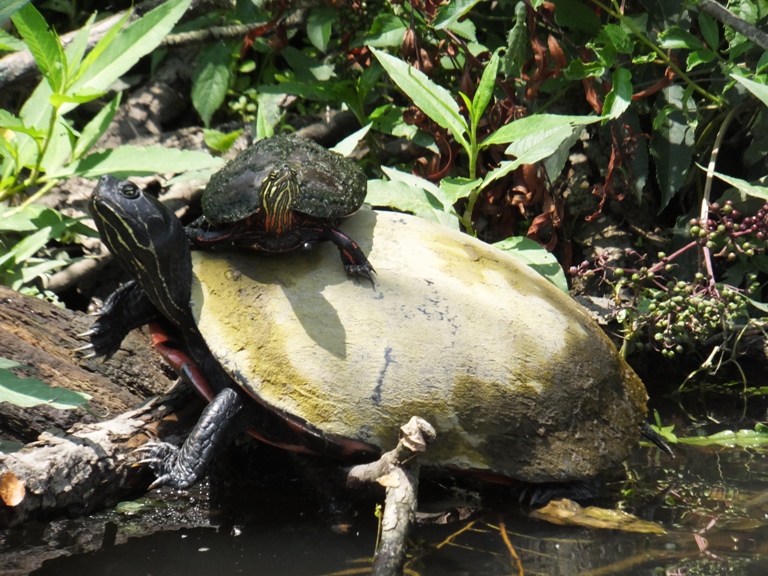 Turtle piggybacking another