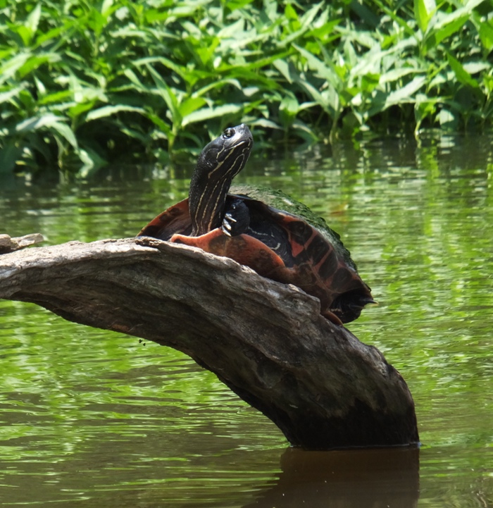 Turtle looking around on log