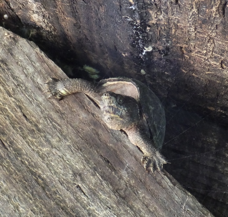Turtle with three nostrils under bridge