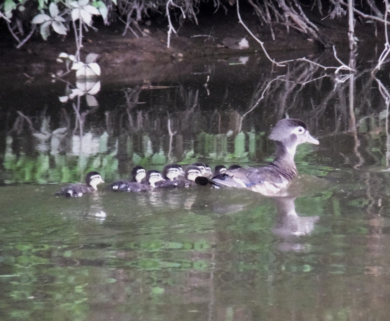 Mother wood duck with ten chicks