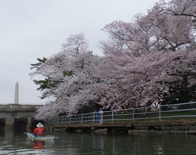 Ralph, cherry trees, and Washington Monument