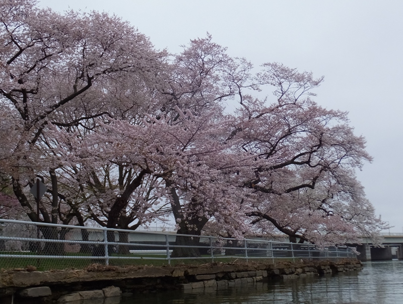 Cherry trees with 14th Street Bridge in the background