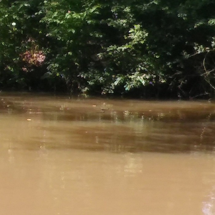 Snake swimming in muddy water to shore