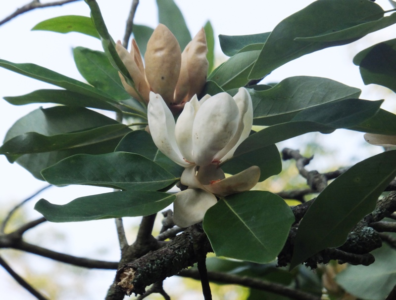 Sweetbay magnolia flowers