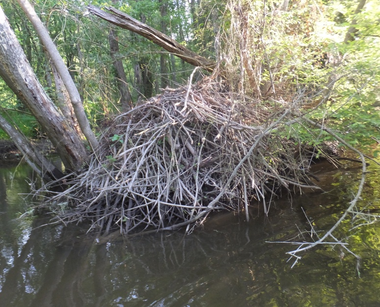 Beaver lodge
