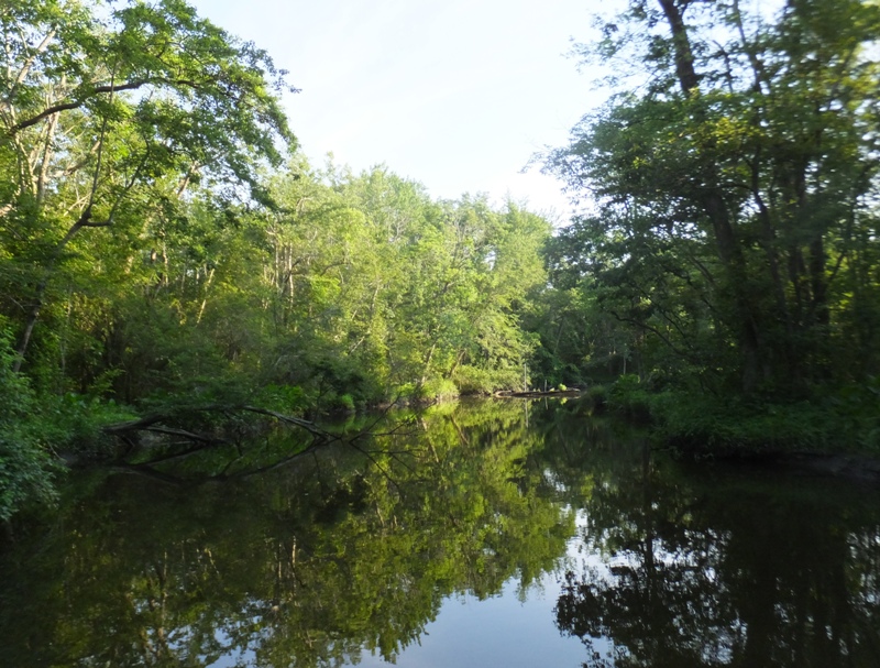 A mix of sun and shade in natural scenery