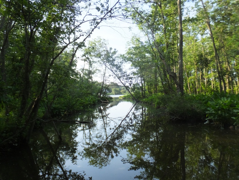 Shaded natural scenery